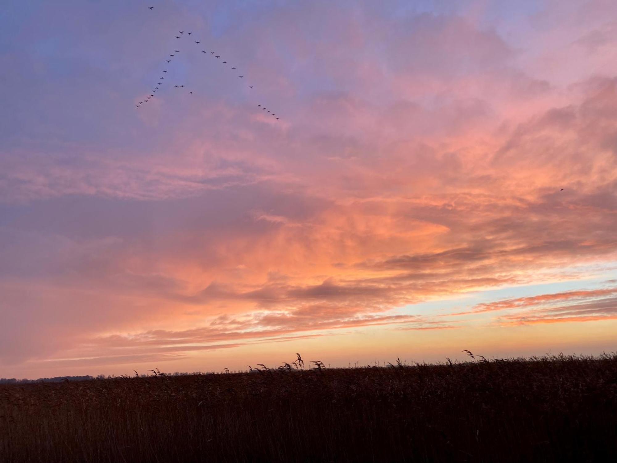 Deichkoje12 Direkt Am Eiderdeich Nur 7 Km Bis Zur Nordsee Und 20 Min Bis Sankt Peter Ording Tönning Eksteriør bilde