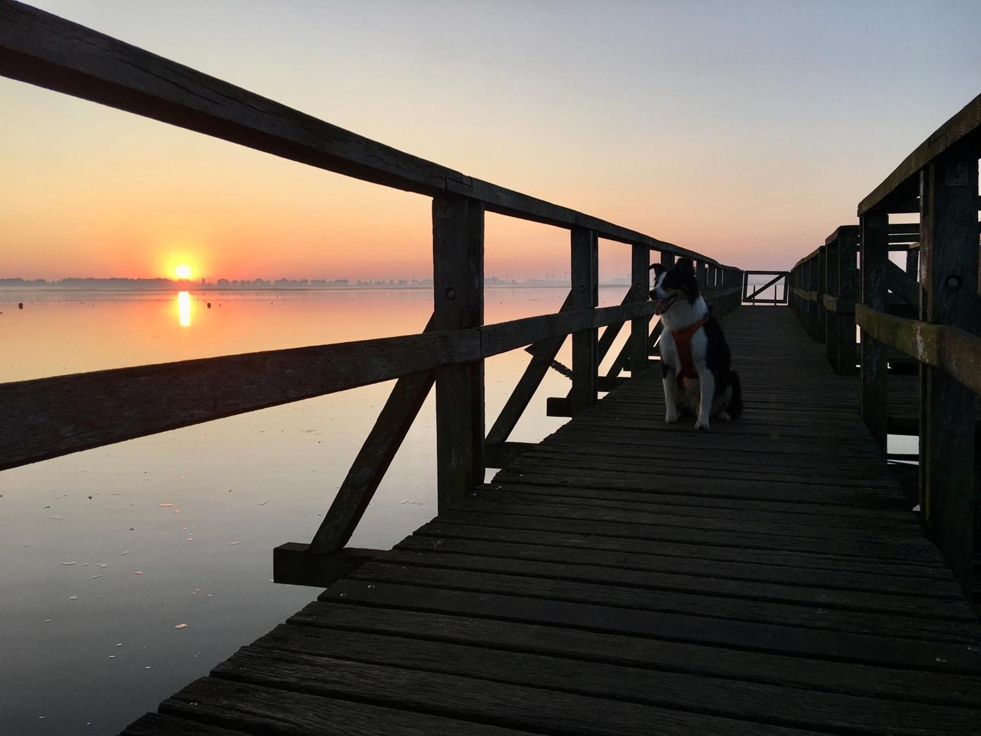 Deichkoje12 Direkt Am Eiderdeich Nur 7 Km Bis Zur Nordsee Und 20 Min Bis Sankt Peter Ording Tönning Eksteriør bilde